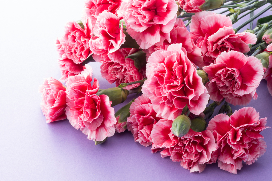 January's birth flowers: carnations and snowdrops | Zing Flowers